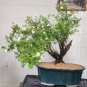 100 Seeds Potentilla Fruticosa Potentilla Fruticosa Bonsai Plantas