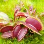300 Seeds Potted Fly Trap Garden