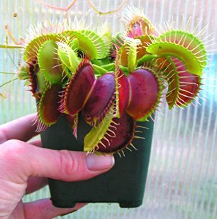 100 Seeds Potted Insectivorous Plants Dionaea Muscipula Giant Clip Venus Flytrap