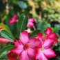 2 Seeds Premium Adenium Desert Rose Rose Red Flowers 2-Layer
