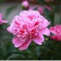 20 Seeds Princess Series Peony Medium-Sized Pink Double Blossoms