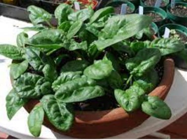 5 Seeds Prostrate Red Rooted Spinach