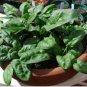 5 Seeds Prostrate Red Rooted Spinach