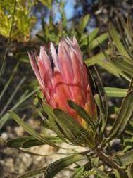 6 Seeds Protea Burchellii