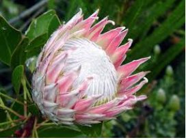 6 Seeds Protea cynaroides (Autumn)
