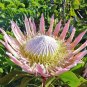 6 Seeds Protea cynaroides (Autumn)