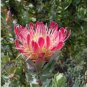 6 Seeds Protea Eximia, South Africa's national flower, Fairy Flower