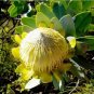 6 Seeds Protea Nitida (wagon tree) Flower