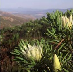 ) 6 Seeds Protea repens (white