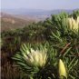 ) 6 Seeds Protea repens (white