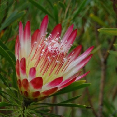 6 Seeds Protea repens Rare South African Shrub