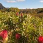 6 Seeds Protea repens Rare South African Shrub