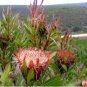 6 Seeds Protea susannae