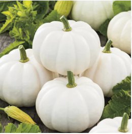 100 Seeds Pumpkin Casper White Pumpkin 25 Thru