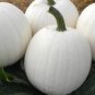 100 Seeds Pumpkin Casper White Pumpkin 25 Thru