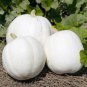 100 Seeds Pumpkin Casper White Pumpkin 25 Thru
