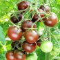 100 Seeds 'Purple Pearl' Cherry Tomatoes