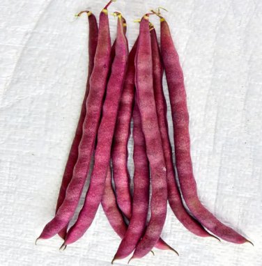 10 Seeds Purple Pole Bean