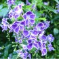 50 Seeds Purple Small Colorful Rare African Flower Plants for Garden