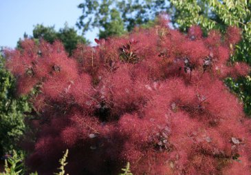 30 Seeds Purple Smoke Tree Shrub Smokebush Cotinus Coggygria Rhus Cotinus Sumach