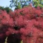 30 Seeds Purple Smoke Tree Shrub Smokebush Cotinus Coggygria Rhus Cotinus Sumach