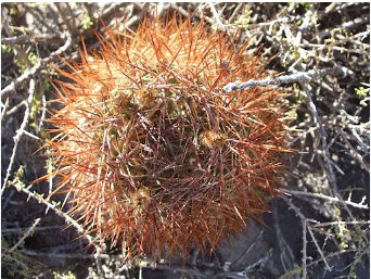 10 Seeds Pyrrhocactus pachacoensis