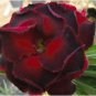 5 Seeds Rare Adenium Desert Rose with Fire Red with Black Thick Edge