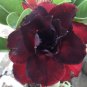 5 Seeds Rare Adenium Desert Rose with Fire Red with Black Thick Edge