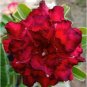 5 Seeds Rare Adenium Desert Rose with Large Red Petals