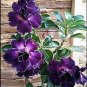 5 Seeds Rare Adenium Desert Rose with Purplish Black with Few White on Petals