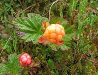 100 Seeds Rare and Special Cloudberry (Rubus Chamaemorus) Artic Raspberry Fresh