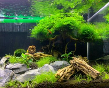 1000 Seeds Rare Aquarium Planter Java Moss Grass Bonsai Raros Gifts Plants