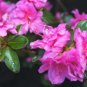 100 Seeds Rare Azalea Rhododendron Plants