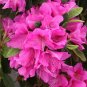 100 Seeds Rare Azalea Rhododendron Plants
