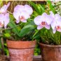 100 Seeds Rare Colorful Orchid Flower Flores Dendrobium Orchid Gorgeous