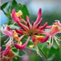 200 Seeds Rare Honeysuckle Bonsai Garden Climbing Perennial Scent Vine Jinyinhua Flower