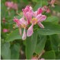 200 Seeds Rare Honeysuckle Bonsai Garden Climbing Perennial Scent Vine Jinyinhua Flower