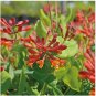 200 Seeds Rare Honeysuckle Bonsai Garden Climbing Perennial Scent Vine Jinyinhua Flower