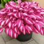 150 Seeds Rare Hosta White Leaves with Thick Red Edges