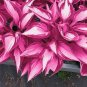 150 Seeds Rare Hosta White Leaves with Thick Red Edges