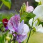 50 Seeds Rare Lathyrus odoratus Sweet Pea  yellow white