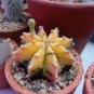 100 Seeds Rare Lithops Plants 24 Kinds of Cactus Plants Organic Garden Succulents Bonsai