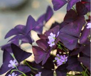 100 Seeds Rare Oxalis Versicolor Candy Cane Sorrel Red Leaves Pink Flowers