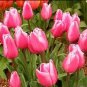 100 Seeds Rare Pink Tulip