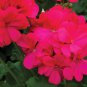 10 Seeds Rare Rose Red Geranium 'Meifangju' Series