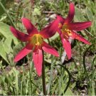 100 Seedsw Real Amaryllis Flowers Not Bulbs