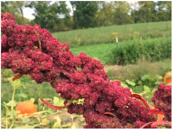 100 Seeds RED Head Quinoa Grain Chenopodium Quinoa Pink & Red Heads