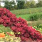 100 Seeds RED Head Quinoa Grain Chenopodium Quinoa Pink & Red Heads