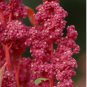100 Seeds RED Head Quinoa Grain Chenopodium Quinoa Pink & Red Heads