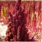 100 Seeds RED Head Quinoa Grain Chenopodium Quinoa Pink & Red Heads